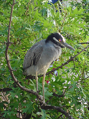 L'oiseau sympatique / Friendly texan bird - San Antonio, Texas. USA - 29 juin 2010.