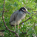 L'oiseau sympatique / Friendly texan bird - San Antonio, Texas. USA - 29 juin 2010.