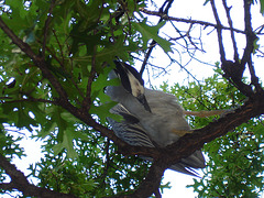 L'oiseau sympatique / Friendly texan bird - San Antonio, Texas. USA - 29 juin 2010.