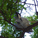 L'oiseau sympatique / Friendly texan bird - San Antonio, Texas. USA - 29 juin 2010.