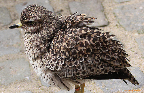 20100902 7846Aw [D~ST] Triel (Buhinus oedicnemus) [JV], Naturzoo Rheine