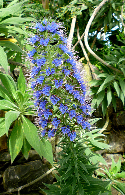 Flower Head