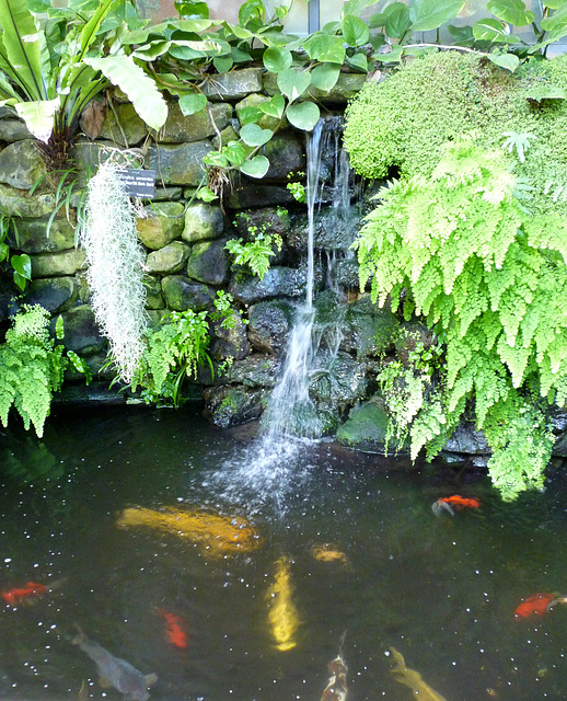 Waterfall and Fish