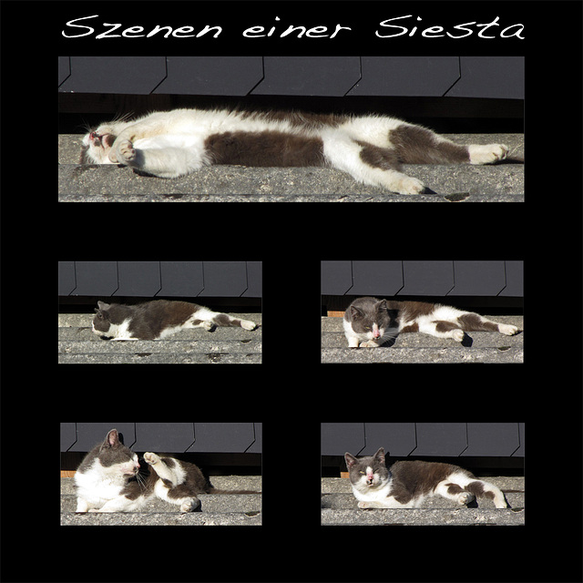 Szenen einer Siesta