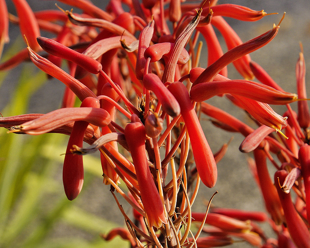 Soap Aloe Flowers – National Arboretum, Washington DC