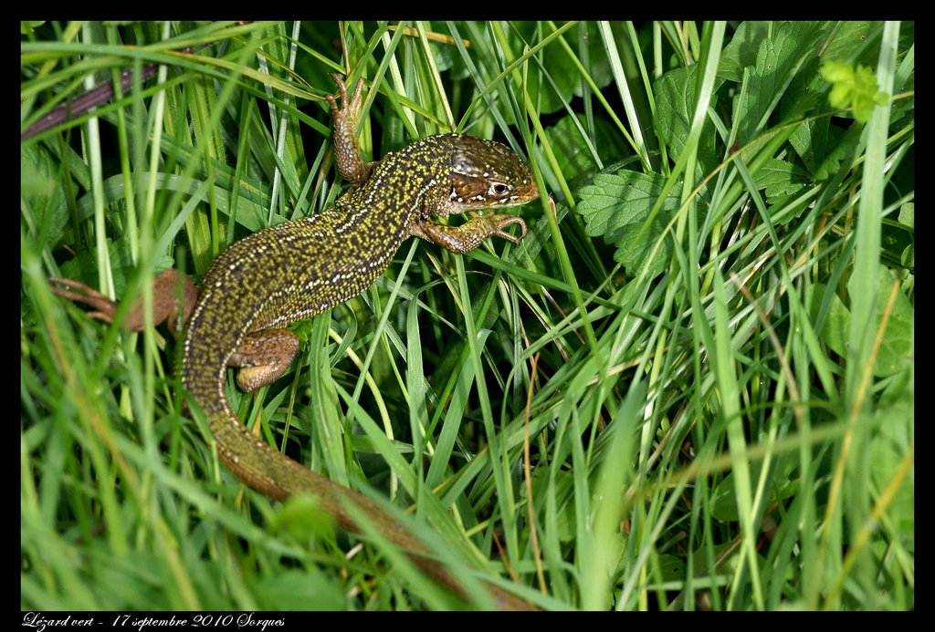 Lézard vert DSC01840