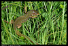 Lézard vert DSC01840