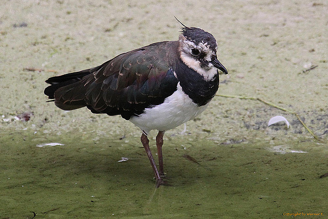 20100902 7859Aw [D~ST] Kiebitz (Vanellus vanellus), Naturzoo Rheine