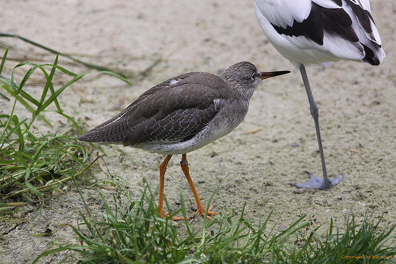 20100902 7860Aw [D~ST] Rotschenkel (Tringa totanus), Säbelschnäbler (Recurvirotra avosetta), Naturzoo Rheine