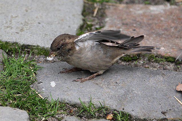 20100902 7864Aw [D~ST] Feldsperling (Passer montanus), Zoo Rheine