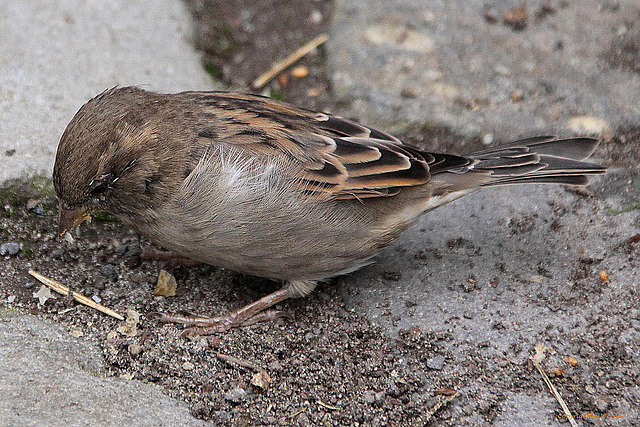 20100902 7866Aw [D~ST] Feldsperling (Passer montanus), Zoo Rheine