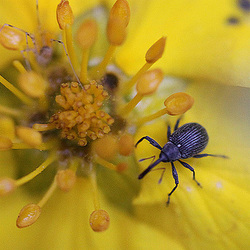 20100602 4826Mw* [D~LIP] Beerenstecher (Anthonomus rubi) [Rüsselkäfer], Bad Salzuflen