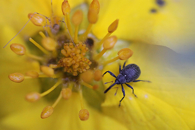 20100602 4826Mw [D~LIP] Beerenstecher (Anthonomus rubi) [Rüsselkäfer], Weberknecht, Bad Salzuflen