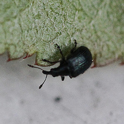 20100602 4833Mw* [D~LIP] Blattroller (Attelabidae agg), Bad Salzuflen