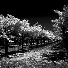 Red Wine Grapes