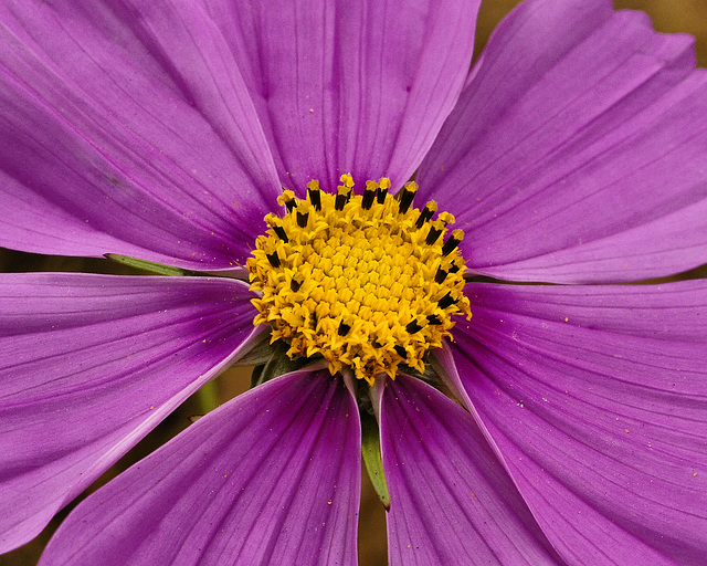 Purple Cosmos