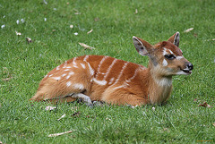 20100902 7868Aw [D~ST] Sitatunga-Antilope (Tragelaphus spekei), Zoo Rheine