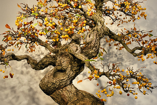 Bonsai Toringo Crabapple – National Arboretum, Washington DC