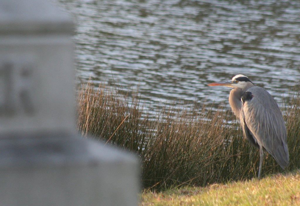 Purple Heron