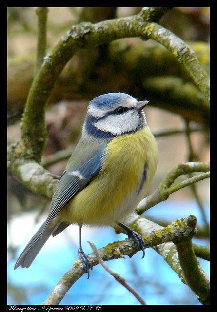 Mésange bleue DSC04348