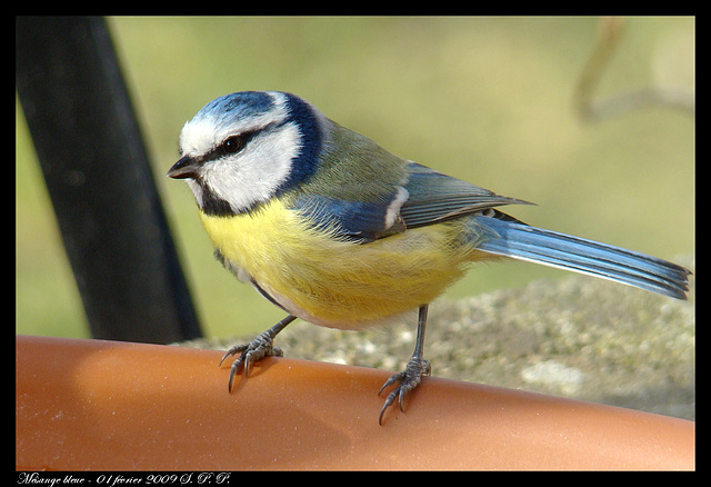 Mésange bleue DSC05246