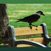 A crow in the park..