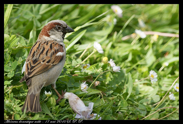 Moineau DSC02636