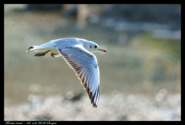 Mouette rieuse DSC08857