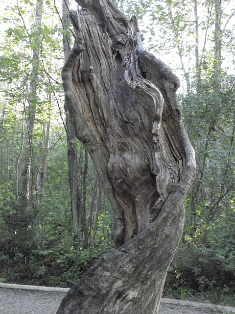 Un visage dans l'arbre