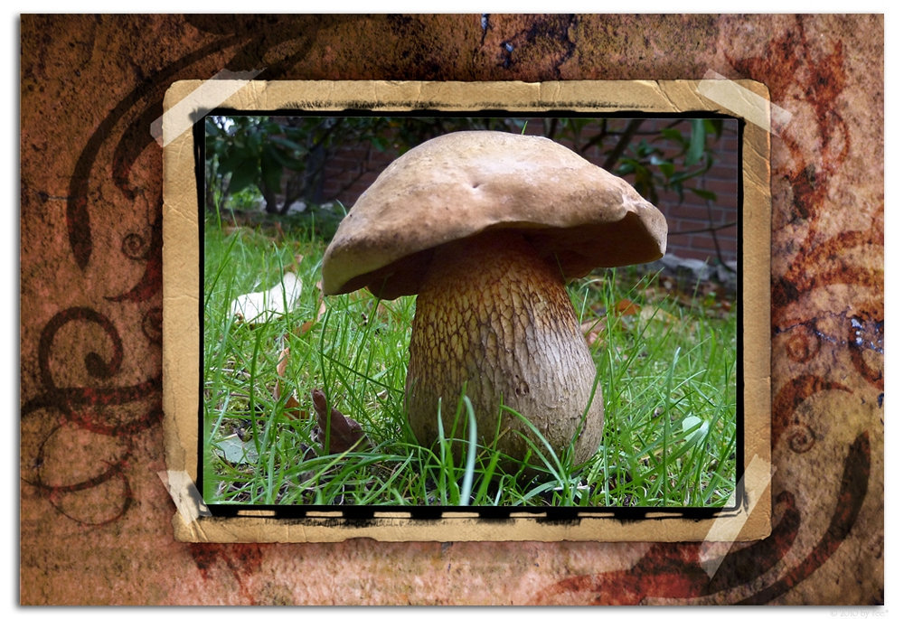 Pilz