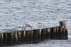 20100919 8129Aw [D~NVP] Silbermöwe, Zingst, Ostsee