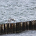 20100919 8129Aw [D~NVP] Silbermöwe, Zingst, Ostsee