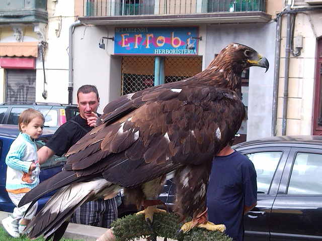 Águila real.