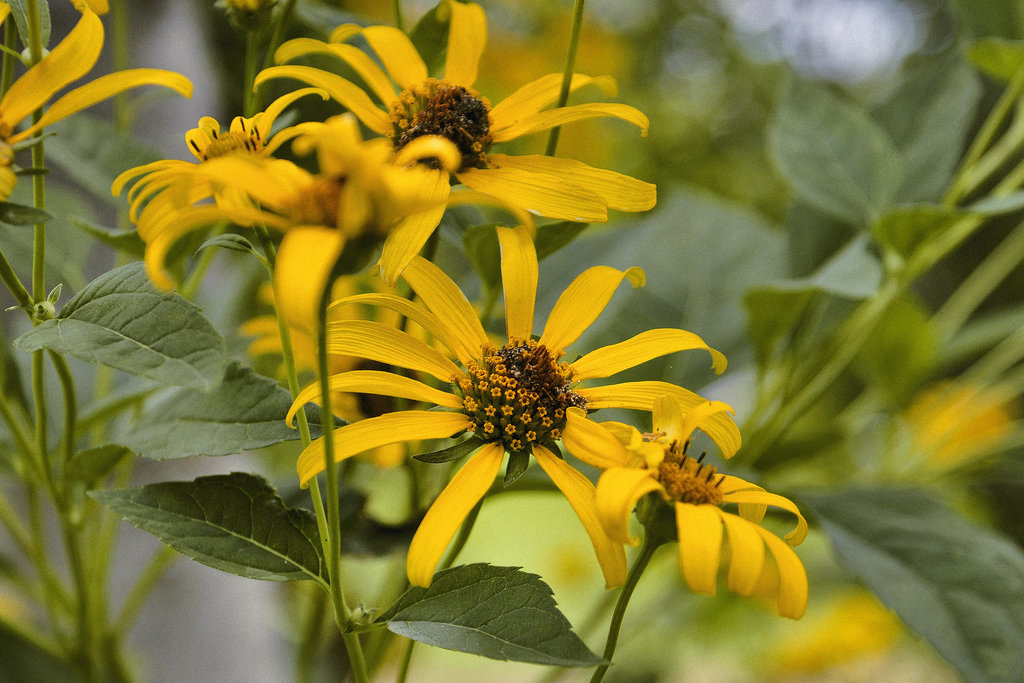 Starbursts – Montréal Botanical Garden