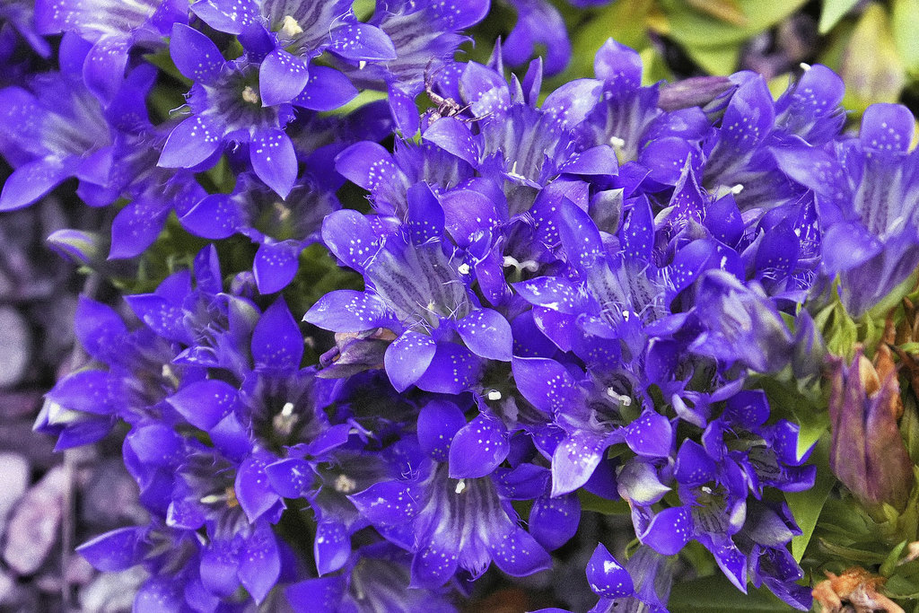 An Explosion of Gentians – Alpine Garden, Montréal Botanical Garden
