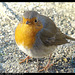 Rouge gorge familier DSC03843