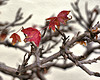 The Last Leaves – National Arboretum, Washington DC