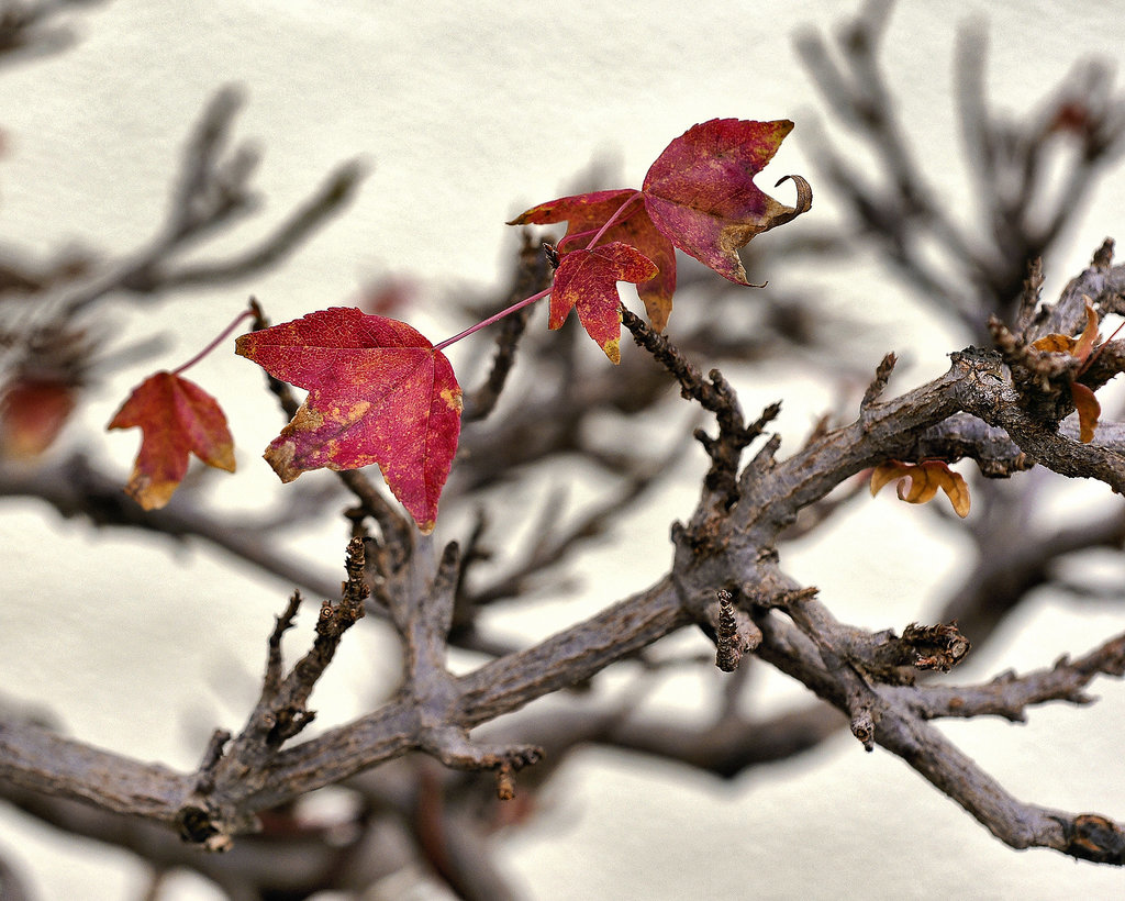 The Last Leaves – National Arboretum, Washington DC