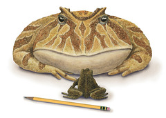 grosse-grenouille Beelzebufo, ou “grenouille du diable
