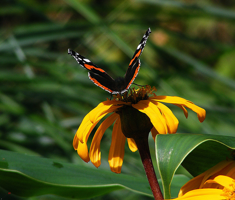 Behind the butterfly