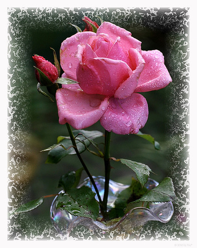 beautiful rose (pip)