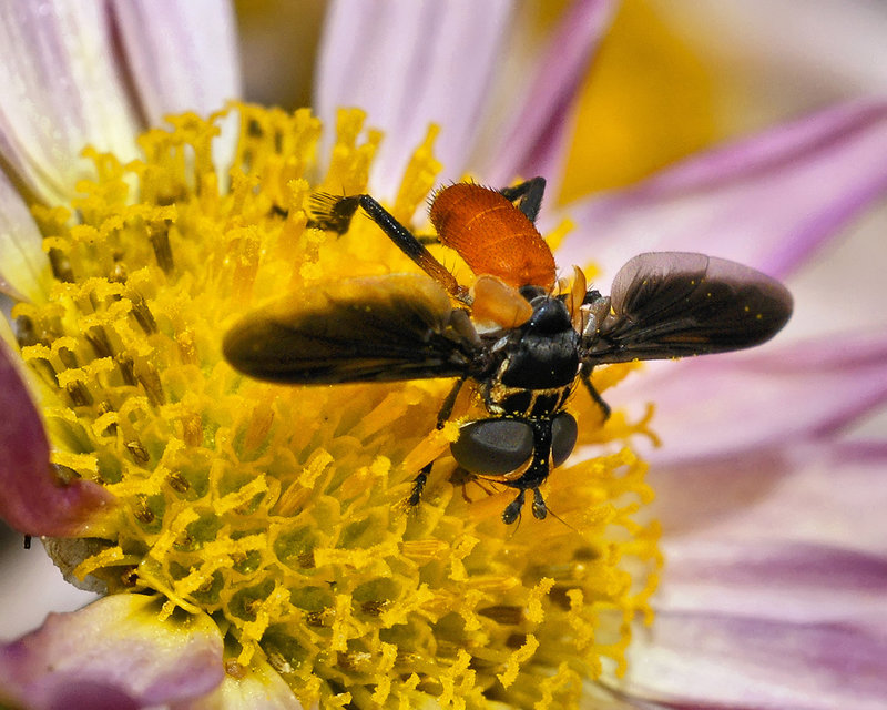Hairy Legs – National Arboretum, Washington DC
