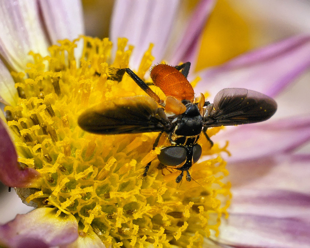 Hairy Legs – National Arboretum, Washington DC