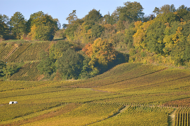 VIGNOBLE DE CHAMPAGNE