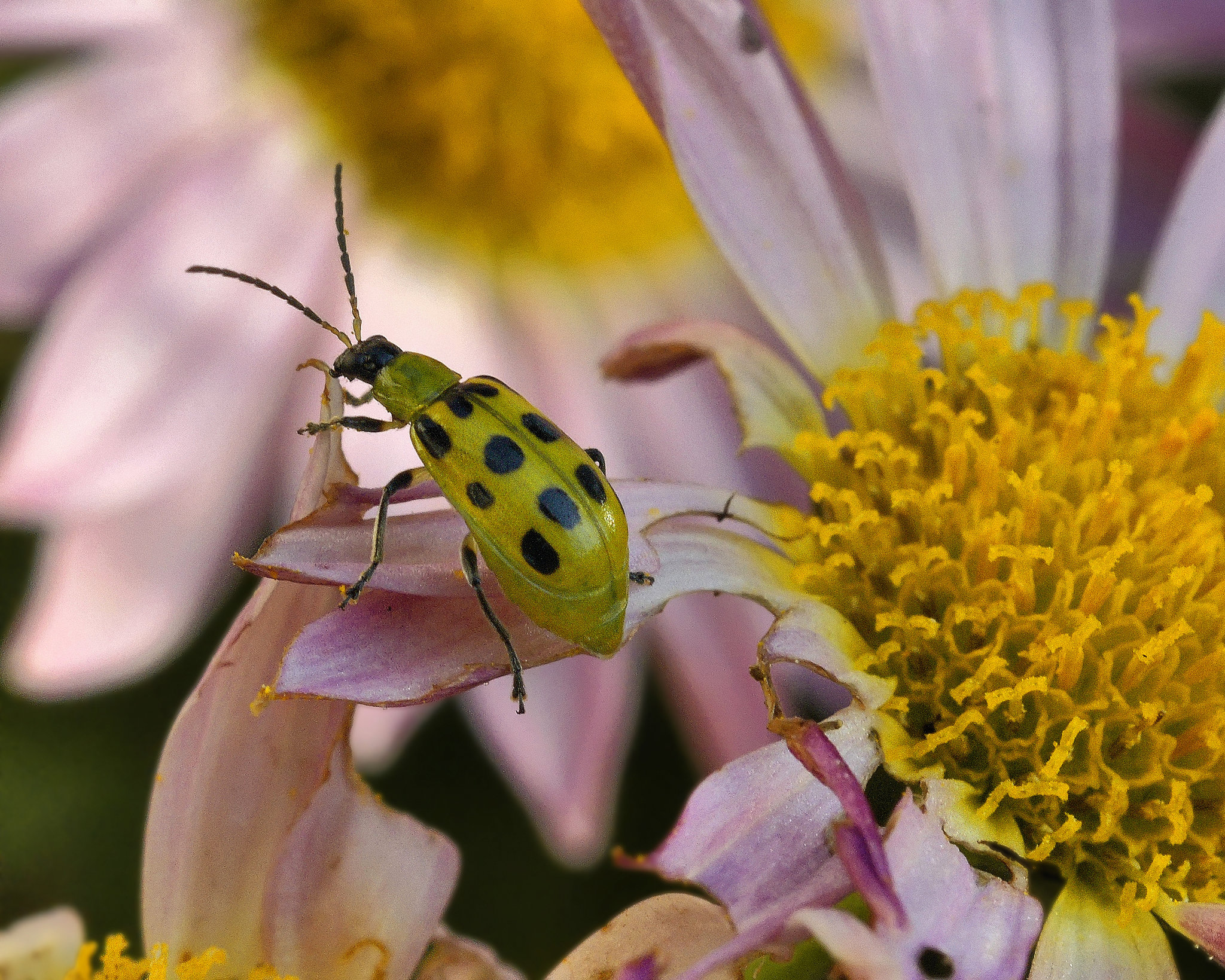 Chowing Down – National Arboretum, Washington DC