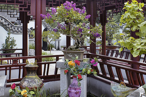 Bonsai Crepe Myrtle – Chinese Garden, Montréal Botanical Garden