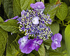 Lacecap Hydrangea – Stanley Park, Vancouver, B.C.