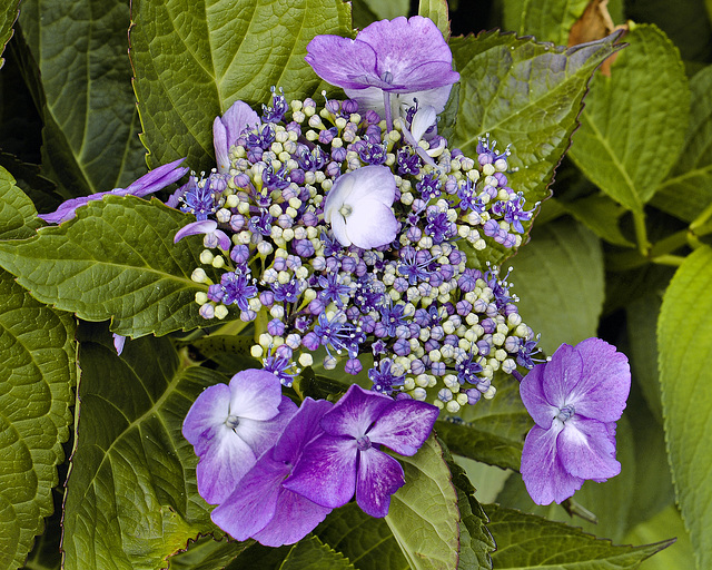 Lacecap Hydrangea – Stanley Park, Vancouver, B.C.