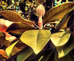 Magnolia HDR