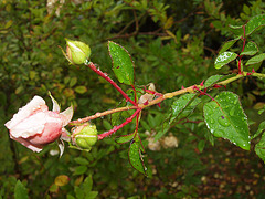 Rose im Herbst